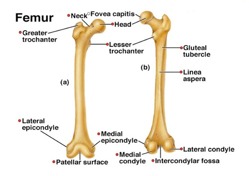 Anatomy Of The Hip  U2013 Osteopathy Singapore