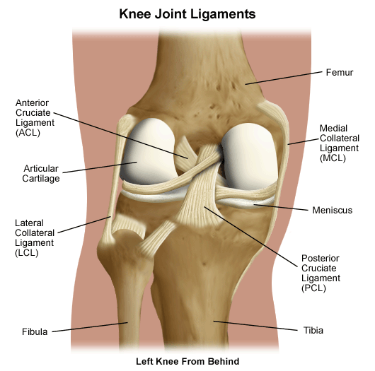 https://osteopathysingapore.files.wordpress.com/2015/05/knee-ligaments.gif